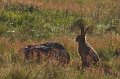hare