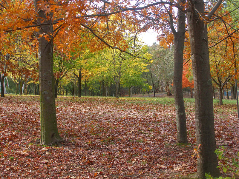 autumn2.jpg - OLYMPUS DIGITAL CAMERA         