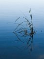 reeds