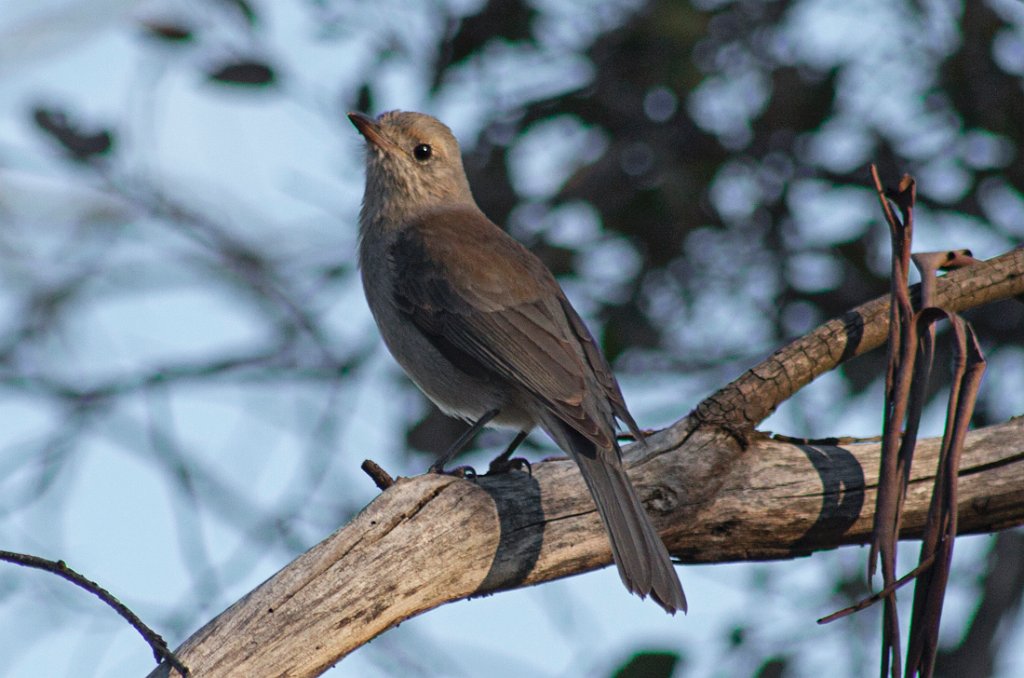 bird.jpg