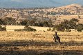 rooscape2