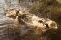 waterdogs